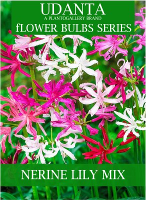 Udanta Nerine Lily Flower Bulbs Mix - Set Of 5 Bulbs Seed(5 per packet)