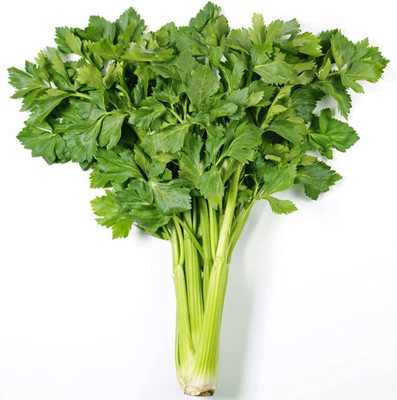 CYBEXIS HUA-65 - Chinese Kintsai Leafy Celery - (750 Seeds) Seed(750 per packet)