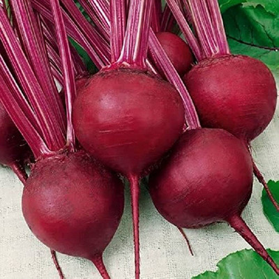 BJUBAS Beetroot seeds for sprouts Pack of 74 Seed(74 per packet)