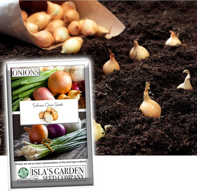 WILLVINE AMR -IX Safrane Onion Seeds [2.5g] Seed(1500 per packet)