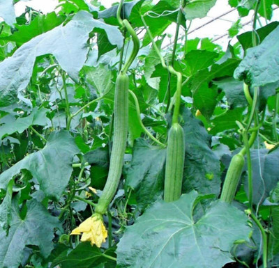 VibeX ATS-50 - Gourd Smooth Luffa Sponge - (100 Seeds) Seed(100 per packet)
