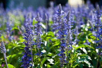 CYBEXIS NDIR-85 - English Lavender Lavandula - (2250 Seeds) Seed(2250 per packet)