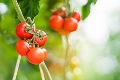 Oliver tomato Seed(100 per packet)
