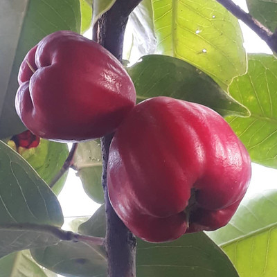Aywal HYBRID FRESH RED APPLE Seed(11 per packet)