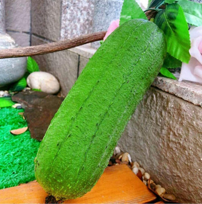 CYBEXIS Loofah Spong Gourd Seeds Short Thick200 Seeds Seed(200 per packet)