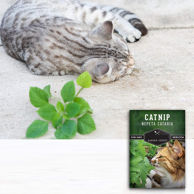 Qualtivate TLX-84 Cat Mint Catwort Catswort Catnip Seed(1000 per packet)
