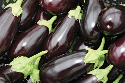 Biosnyg American Brinjal seed (400 Seeds) Seed(400 per packet)