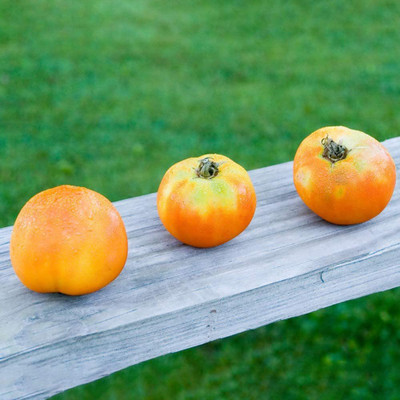 CYBEXIS Guarenteed Germination Tomato Seeds2000 Seeds Seed(2000 per packet)