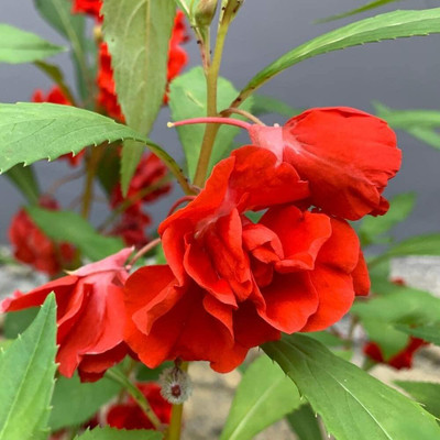 Aywal Balsam Tom Samb from Russia Seed(50 per packet)