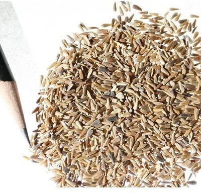 SeedSutra ™️ Aster Hybrid Double Mixed Flower Seed(35 per packet)
