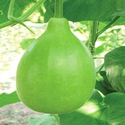 ENINE Hybrid Round Lattu Bottlegourd Lauki Giha Gardening Seeds GDF74 Seed(50 per packet)