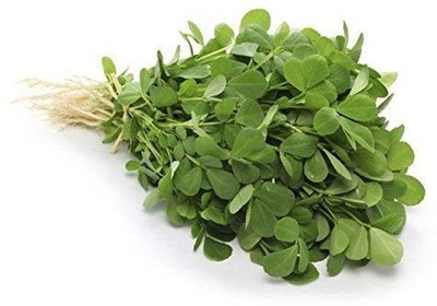 WILLVINE METHI KASURI SEEDS-[4000 Seeds] Seed(4000 per packet)