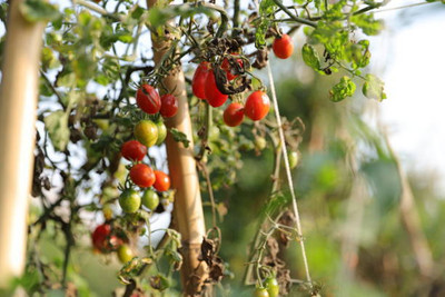 SAKRISH tomato Seed(105 per packet)