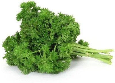 Quentova Parsley Leaves - Curly-RAJ-5K Seed(100 per packet)