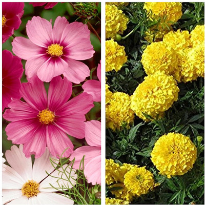 Aywal Cosmos Mix & Marigold Yellow Flower Seed(20 per packet)