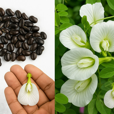 PGD White Colour Single Petal Aparajitha/Shankupushpam/Sangu Poo (Butterfly Pea) Seed(20 per packet)
