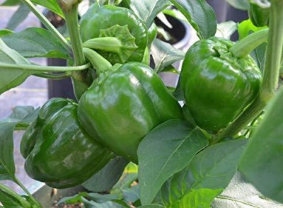 golden hills farm High Yield California Wonder Green Capsicum Seed(100 per packet)