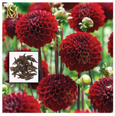 Oliver MIXED DAHILA FLOWER SEEDS Seed(12 per packet)