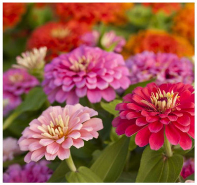 UGRA Zinnia Double Mix Flower Seed(20 per packet)