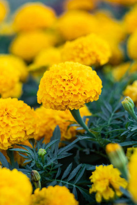 SIDDHI VINAYAK GALLERY marigold/gende ka phool flower seeds Seed(50 per packet)