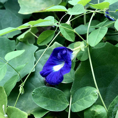 SeeGreen Aparajita Double Mixed Seeds All Color, Butterfly Pea Seeds, Clitoria Ternatea Seed(15 per packet)