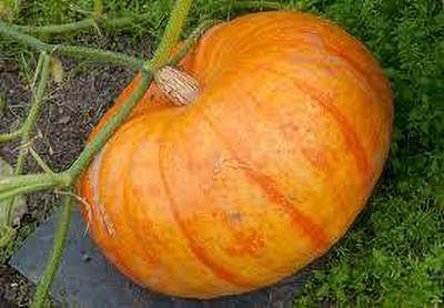 Seedsqlty Pumpkin seeds Seed(12 per packet)