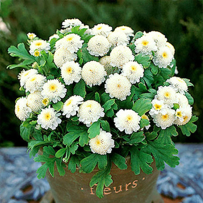 CYBEXIS XLL-1 - Chrysanthemum Snowball Tanacetum Exhibition Flower - (90 Seeds) Seed(90 per packet)