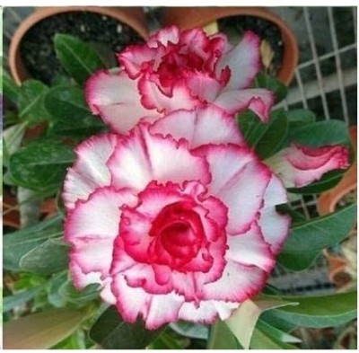 Qualtivate TLX-725 Adenium Obesum Seeds Seed(30 per packet)