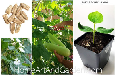 SUAA Bottle Gourd Long/Ghiya (Lauki) Seed(20 per packet)