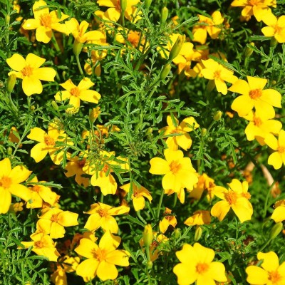 KNESSiN Marigold Flower Garden - Gem Series - Lemon-{800 Seeds} Seed(800 per packet)