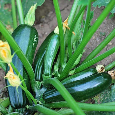 Qualtivate HUA-8A Zucchini Summer Squash F1 Hybrid Seed(30 per packet)