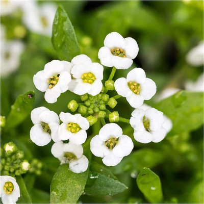 WILLVINE ™ Carpet of Snow Alyssum (Lobularia maritima)-50 SEEDS Seed(50 per packet)