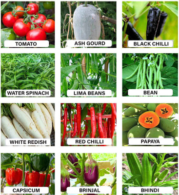 abiswas 10 Variety Vegetable & Fruit 1600+ Seeds Combo Pack Seed(20 g)