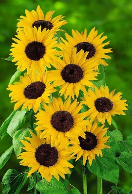 CYBEXIS PAU-96 - Del Sol Hybrid Sunflower - (150 Seeds) Seed(150 per packet)