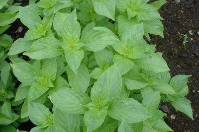 Qualtivate PUAS-18 Lemon Basil 'Mrs. Burns' Seed(1000 per packet)