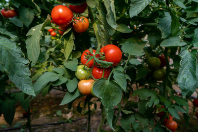 parrot creation tomato Seed(70 per packet)