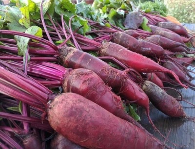 Quentova Beetroot 'Cylindra'-SNIG Seed(250 per packet)