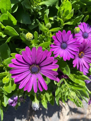 Lorvox DIMORPHOTHECA WHITE OPEN POLLINATED Seed(70 per packet)