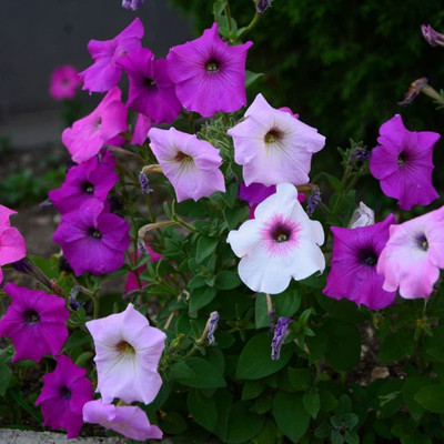 CYBEXIS Flowers, Petunia - Crown Multiflora Seed(1 g)