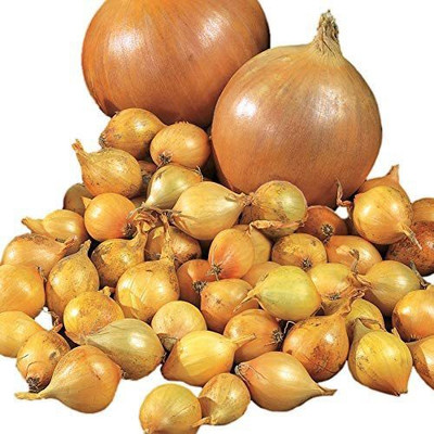 CYBEXIS VXI-36 - Candy Hybrid Onion - (4500 Seeds) Seed(4500 per packet)