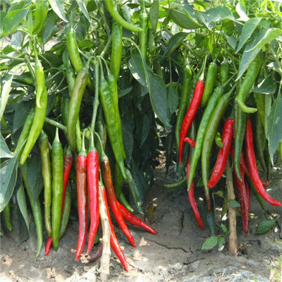 KNESSiN Pepper Chaotian Chilli Seed(200 per packet)