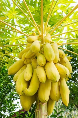 abiswas Thai Papaya Hybrid Variety Dwarf Fruit Seed(3410 per packet)