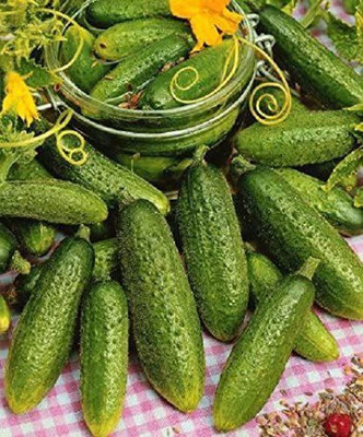 CYBEXIS Cucumber Seeds HOKUS a Very Good Quality Gherkin2000 Seeds Seed(2000 per packet)
