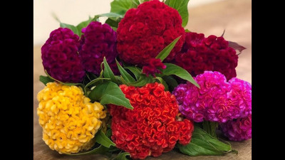 ibains Cockscomb flower seeds Seed(60 per packet)
