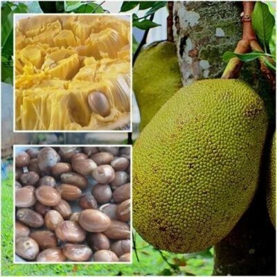 BDSresolve jackfruit seeds for eating pack of 20 Seed(20 per packet)