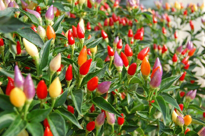 Aywal Ornamental Chilly (Capsicum) Choice Flower Seed(20 per packet)