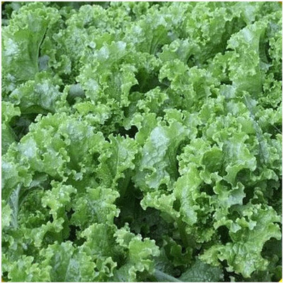 Qualtivate RES-1A Green Ice Lettuce Seeds Seed(300 per packet)