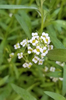VINGTON Sweet Alyssum Seed(80 per packet)