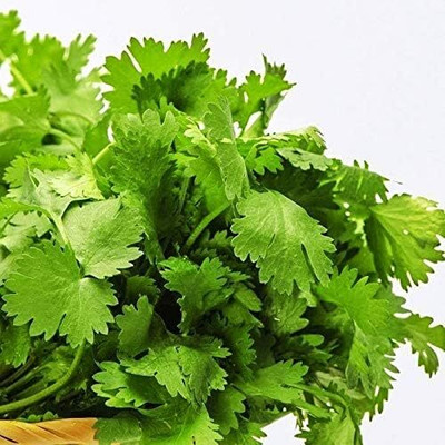 Qualtivate LXI-146 Cilantro Magnum Seeds Seed(500 per packet)