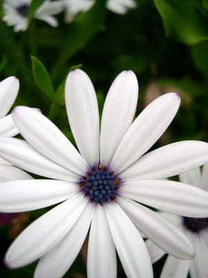 FEVESTA Dimorphotheca White Seed(50 per packet)